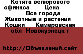 Котята велюрового сфинкса. .. › Цена ­ 15 000 - Все города Животные и растения » Кошки   . Кемеровская обл.,Новокузнецк г.